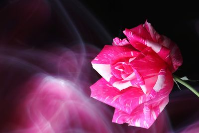 Close-up of pink rose flower against black background