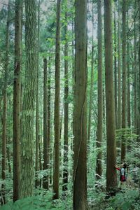 Side view of boy looking at tall trees in forest