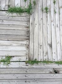 Trees on wooden floor