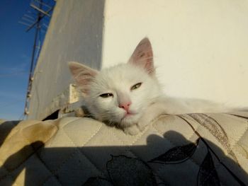 Portrait of a cat resting