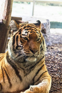 Close-up portrait of tiger