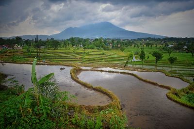 Scenic view of rice field against sky