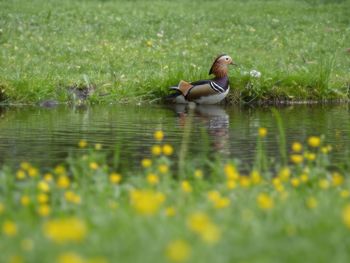 Bird in a lake