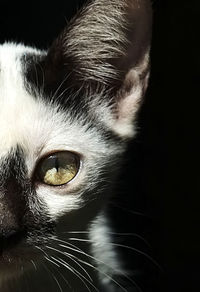 Close-up portrait of cat