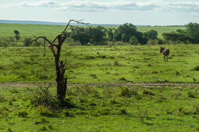 Landscape with one wildebeest 