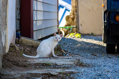 Portrait of a cat looking away