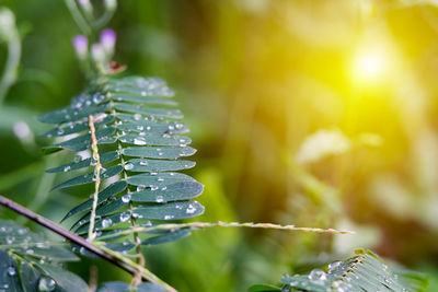 Close-up of water drops on plant