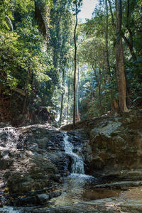 Scenic view of waterfall in forest