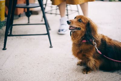 Dog looking away on footpath