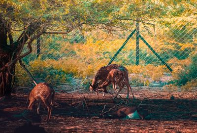 Deer in a forest