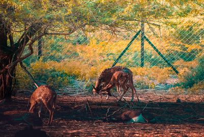 Deers in sanctuary