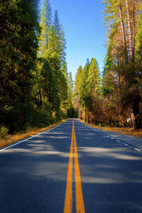 Empty road along trees