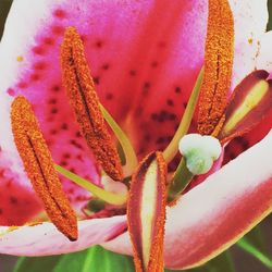 Close-up of pink flowers