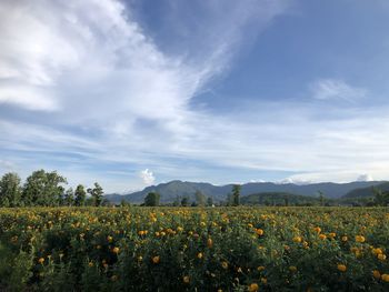 Scenic view of flowering plants on field against sky