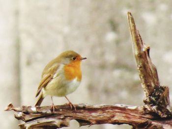 Close-up of bird perching outdoors