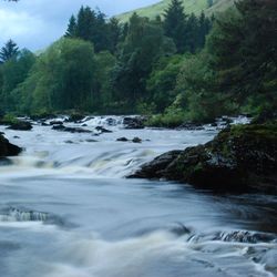 Scenic view of river flowing in forest