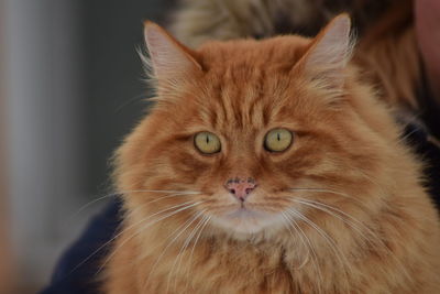 Close-up portrait of cat