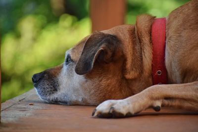 Close-up of dog relaxing outdoors