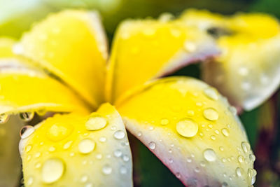 Close-up of wet yellow flower