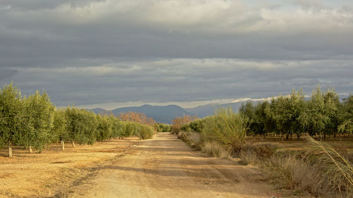 Dirt road amidst plants and trees against sky