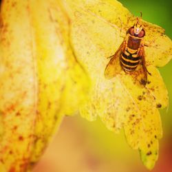 Close-up of insect on yellow leaf