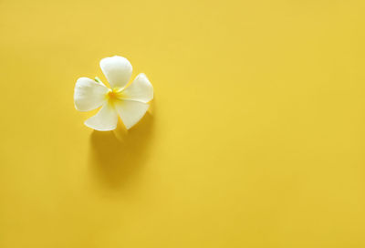 Close-up of white flower against yellow background