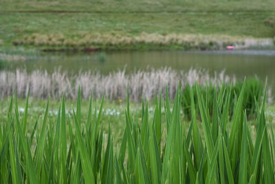 Crops growing on field