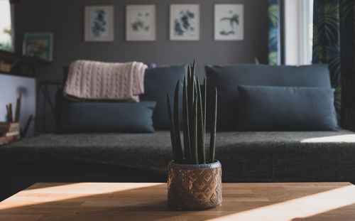Potted plant on table at home