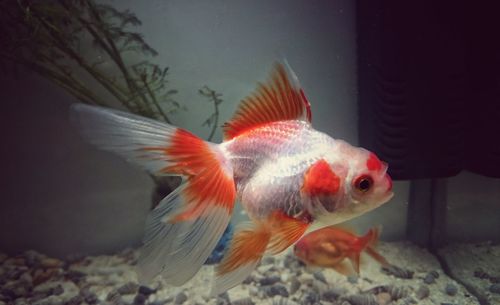 Close-up of fish swimming