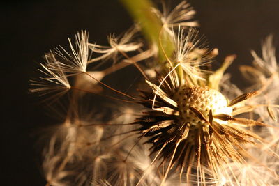 Close-up of dandelion flower against black background