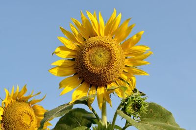 Low angle view of sunflower against clear sky