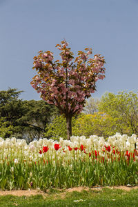 Flowering plants on field against clear sky