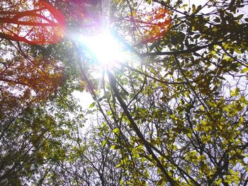 Low angle view of trees against sky