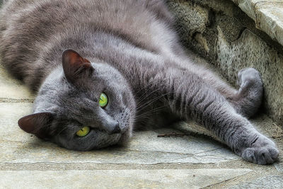 High angle view of cat resting on floor