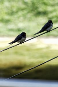 Bird perching on cable against blurred background