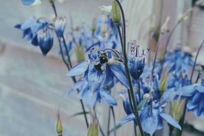 Close-up of honey bee on purple flower