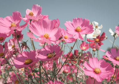 Close-up of pink cosmos flowers