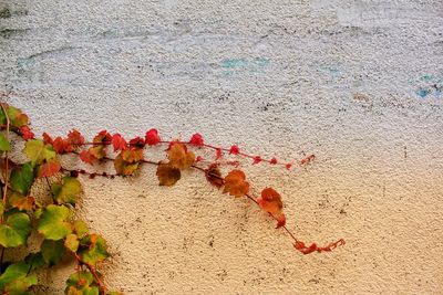 Close-up of multi colored autumn leaves