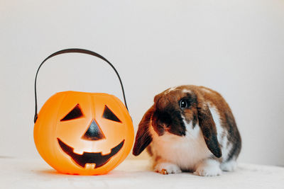 Close-up of jack o lantern against white background