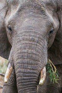 Close-up of elephant