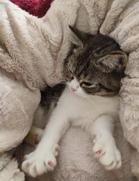 Cat sleeping on bed at home