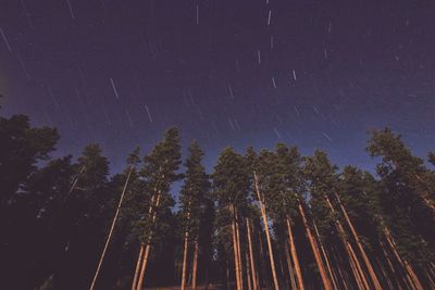 Low angle view of trees against sky at night