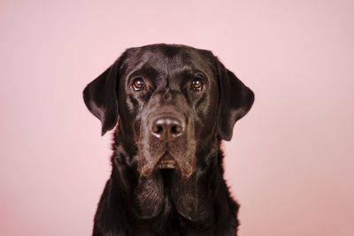 Close-up portrait of black dog against gray background