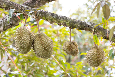 Low angle view of fruits growing on tree