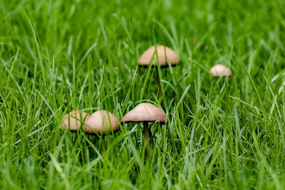 Close-up of mushrooms on field