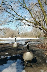 Bare trees against sky