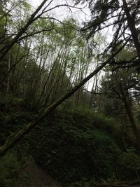 Trees in forest