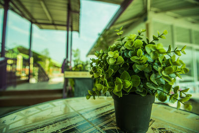 Close-up of potted plant