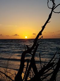 Silhouette tree by sea against sky during sunset