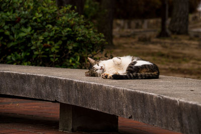 Cat sleeping on bench